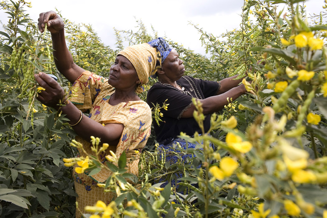 East African women inspecting pigeon peas